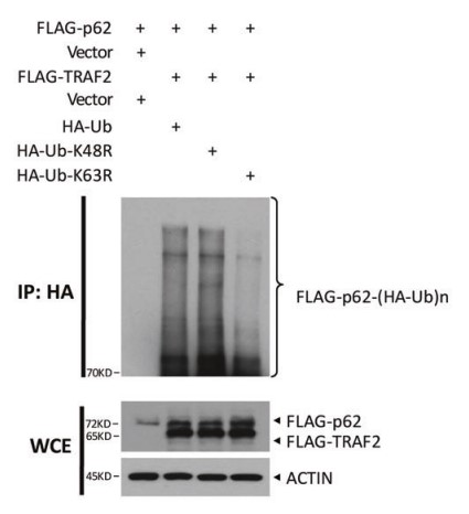 TRAF2 promotes K63 polyubiquitination of p62 at K420site.jpg